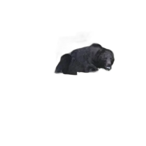 animal, creature, staff, hat, photorealistic, 3d render, black, bear transparent PNG cut-out