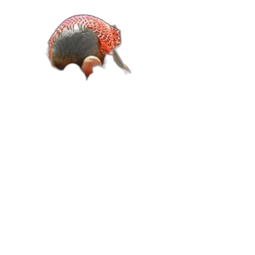 animal, creature, hat, food, 3d render, photorealistic, concept art, pixel art transparent PNG cut-out