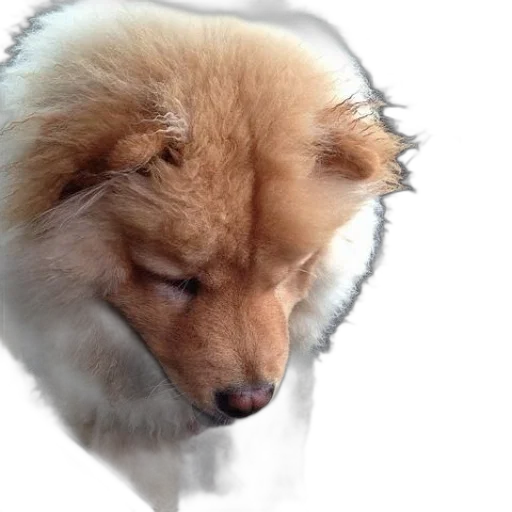 animal, face, creature, hair, photorealistic, 3d render, concept art, fluffy transparent PNG cut-out