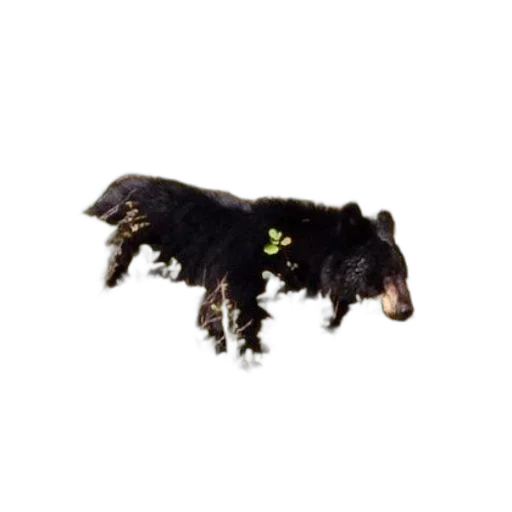 animal, creature, staff, hair, photorealistic, 3d render, black, bear transparent PNG cut-out
