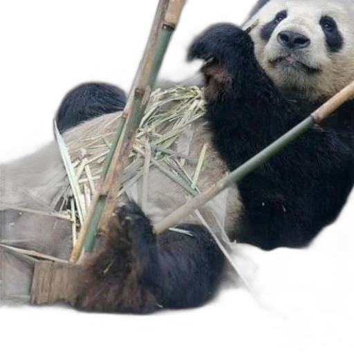 animal, photorealistic, giant, panda, bear, seen, eating, bamboo transparent PNG cut-out