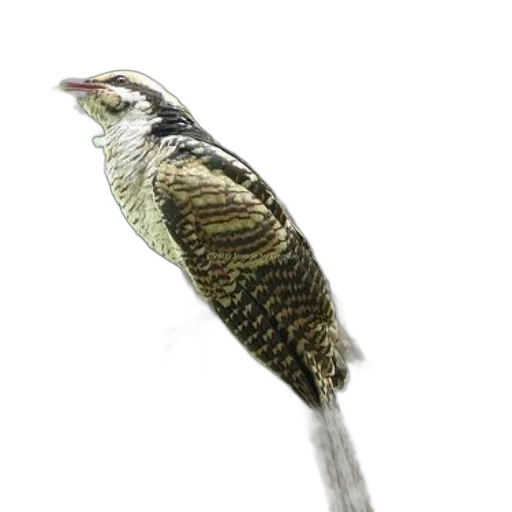 animal, staff, jewelry, crown, photorealistic, 3d render, bird, distinctive transparent PNG cut-out