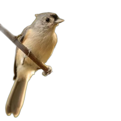 staff, sword, weapon, animal, 3d render, photorealistic, concept art, tufted transparent PNG cut-out