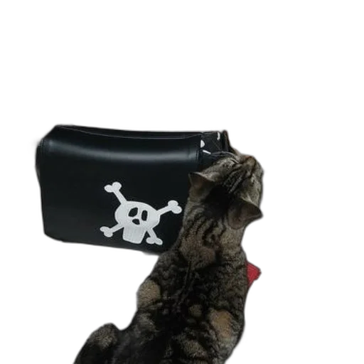 hat, staff, crown, cat, sniffing, black, bag, white transparent PNG cut-out