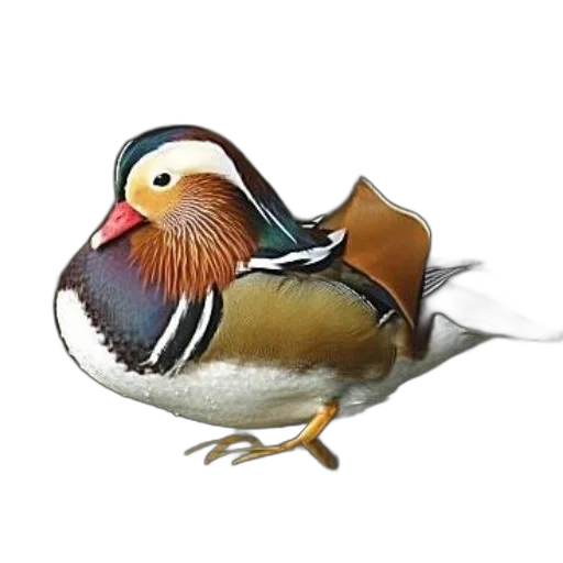 animal, jacket, creature, staff, photorealistic, 3d render, watercolor, concept art transparent PNG cut-out