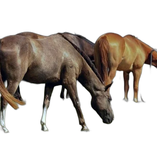 animal, furniture, creature, jewelry transparent PNG cut-out