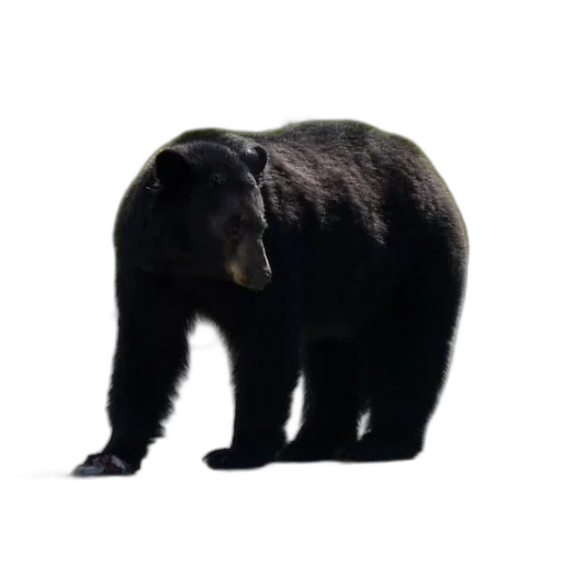 animal, creature, staff, face transparent PNG cut-out