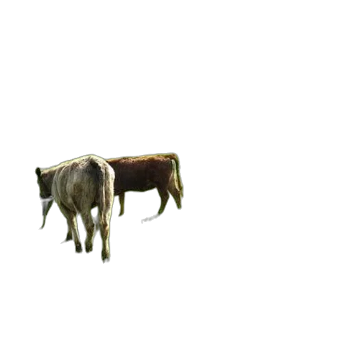 animal, creature, hair, food, 3d render, concept art, pixel art, photorealistic transparent PNG cut-out