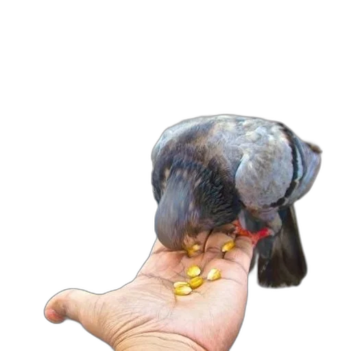jewelry, animal, crown, weapon transparent PNG cut-out