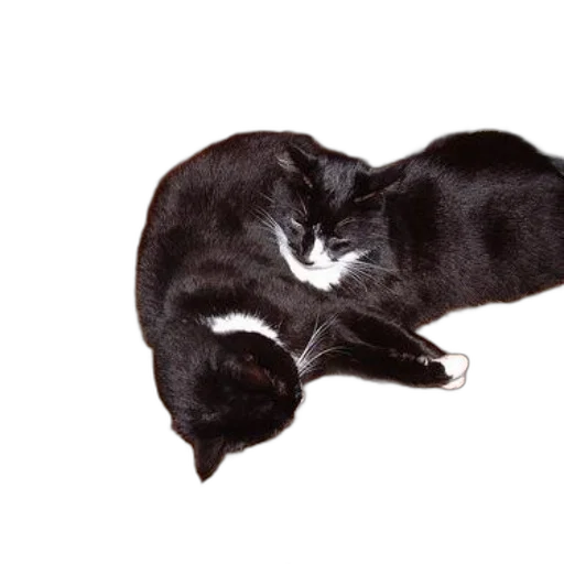 animal, hair, furniture, crown, photorealistic, black, white, cat transparent PNG cut-out