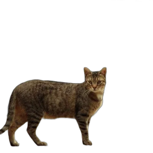 animal, creature, staff, weapon, 3d render, photorealistic, concept art, tabby transparent PNG cut-out