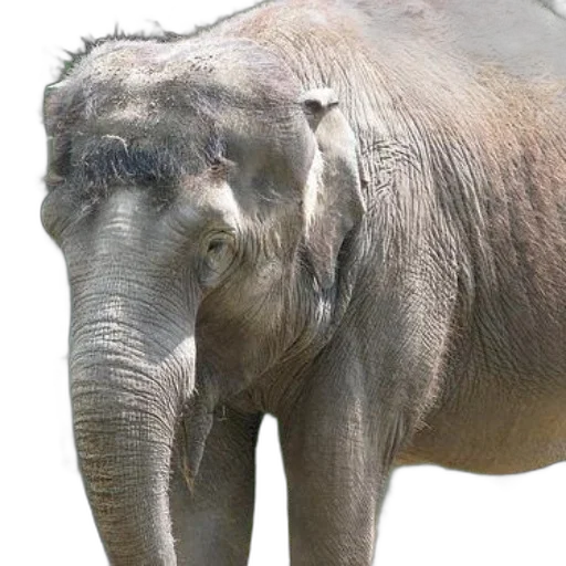 animal, creature, staff, face, photorealistic, concept art, 3d render, large transparent PNG cut-out