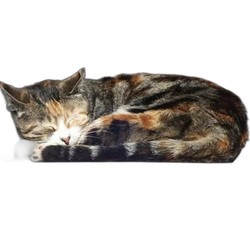 furniture, animal, photorealistic, calico, cat, white, paws, striped transparent PNG cut-out