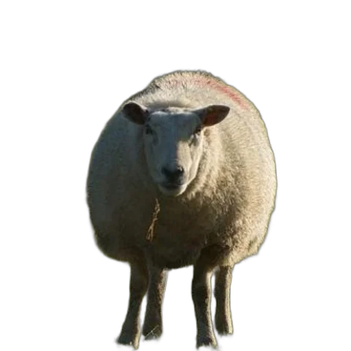 animal, face, creature, staff transparent PNG cut-out