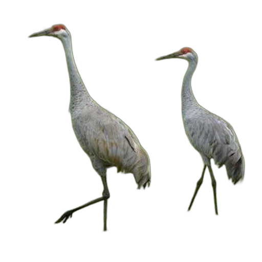 animal, staff, creature, jewelry, 3d render, concept art, photorealistic, oil painting transparent PNG cut-out