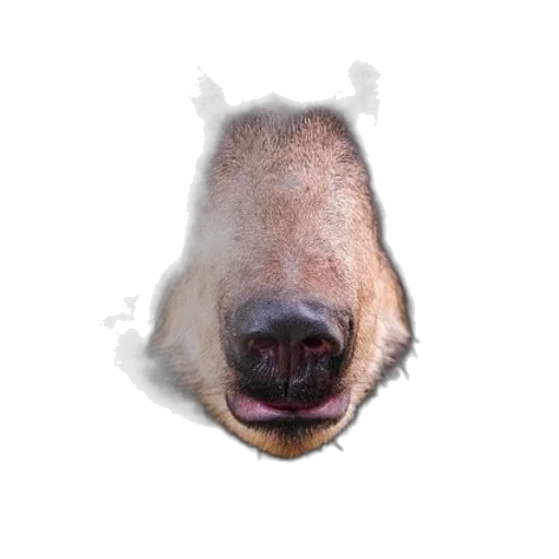 animal, face, creature, mask, photorealistic, 3d render, concept art, close-up transparent PNG cut-out