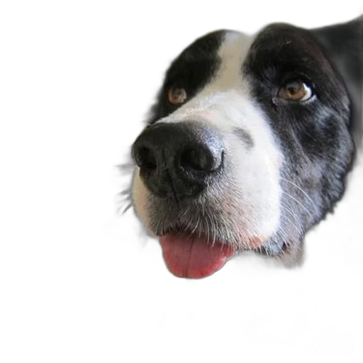 animal, face, staff, creature, photorealistic, black, white, dog transparent PNG cut-out