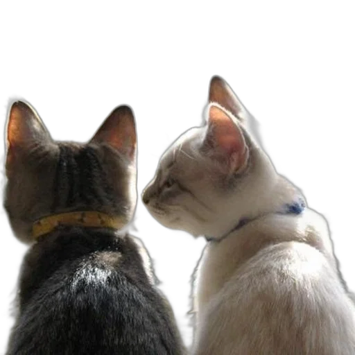 photorealistic, two, cats, sit, side, one, yellow, collar transparent PNG cut-out