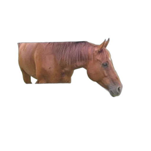 animal, creature, furniture, weapon, 3d render, photorealistic, concept art, oil painting transparent PNG cut-out