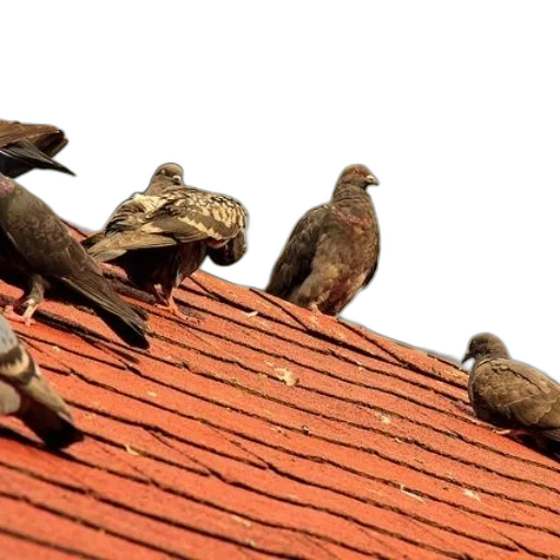 pigeons, perched, red, tiled, roof, modern, building, background transparent PNG cut-out