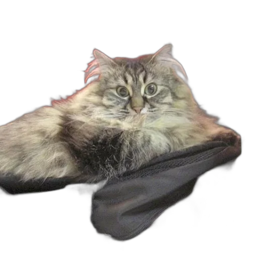 shoes, animal, creature, hat, photorealistic, 3d render, concept art, vaporwave transparent PNG cut-out