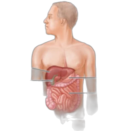 anatomical, illustration, human, digestive, system, showing, liver, stomach transparent PNG cut-out