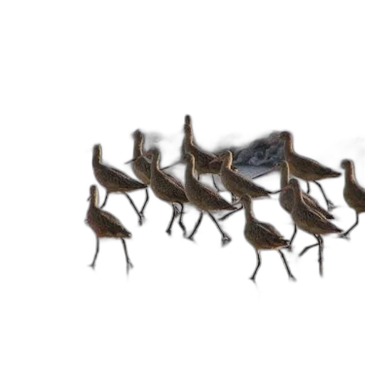 animal, shoes, staff, crown, concept art, 3d render, photorealistic, pixel art transparent PNG cut-out
