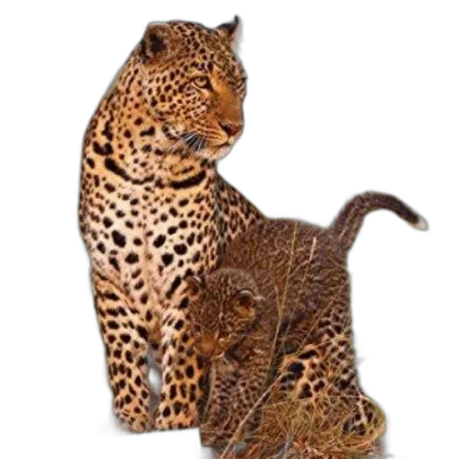 animal, jewelry, staff, crown, photorealistic, 3d render, concept art, oil painting transparent PNG cut-out