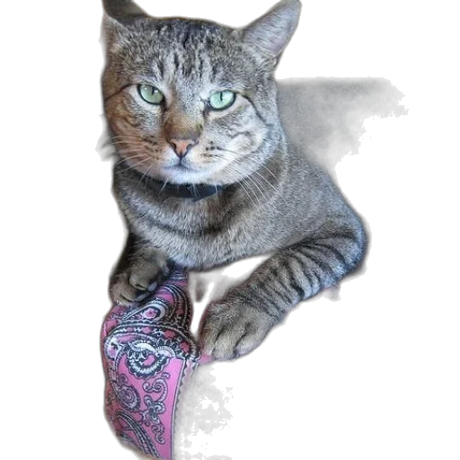 staff, animal, jewelry, shoes, photorealistic, concept art, vaporwave, fantasy art transparent PNG cut-out