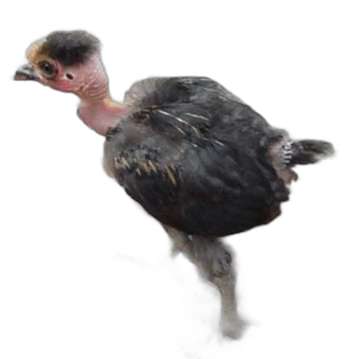 animal, creature, photorealistic, 3d render, small, black, bird, pink transparent PNG cut-out