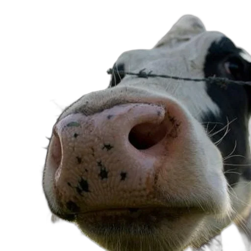 animal, face, mask, creature transparent PNG cut-out