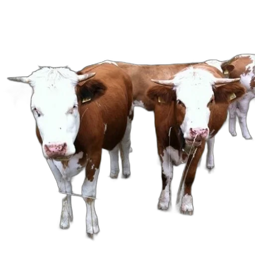 animal, food, photorealistic, 3d render, concept art, three, brown, white transparent PNG cut-out