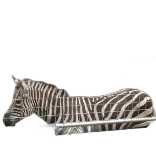 animal, furniture, shoes, creature, photorealistic, 3d render, two, zebras transparent PNG cut-out