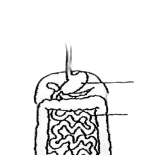 jacket, hair, food, jewelry, concept art, diagram, human, digestive transparent PNG cut-out