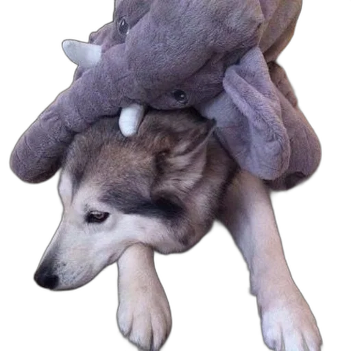 creature, hat, animal, dragon, concept art, 3d render, underwater, dog transparent PNG cut-out