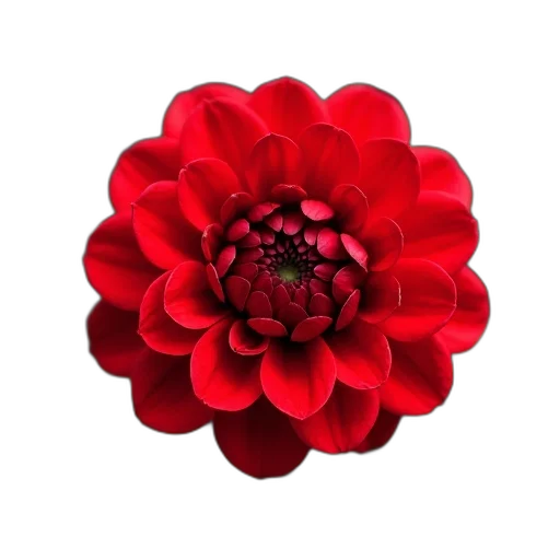 flower, crown, jewelry, staff, 3d render, photorealistic, oil painting, red transparent PNG cut-out