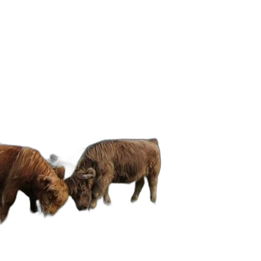 animal, hair, 3d render, photorealistic transparent PNG cut-out