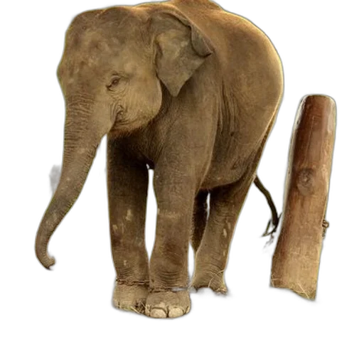 animal, staff, weapon, creature, concept art, photorealistic, 3d render, earth tones transparent PNG cut-out