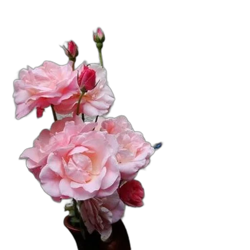 flower, crown, staff, jewelry, photorealistic, 3d render, oil painting, vaporwave transparent PNG cut-out