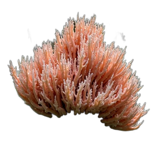 flower, hair, crown, creature, 3d render, photorealistic, underwater, red transparent PNG cut-out