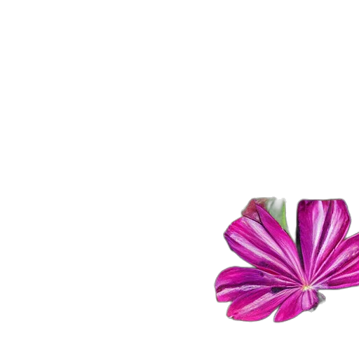 flower, jewelry, crown, umbrella transparent PNG cut-out