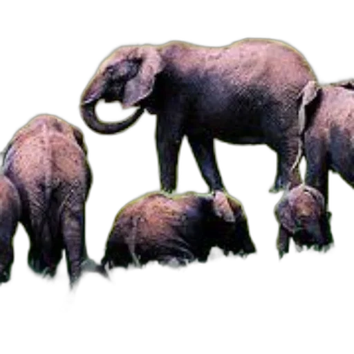 animal, creature, staff, concept art, 3d render, photorealistic, watercolor, family transparent PNG cut-out