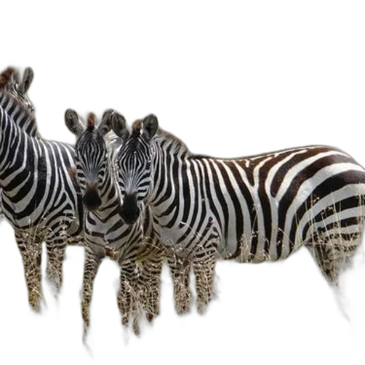 animal, creature, jewelry, weapon, 3d render, photorealistic, concept art, three transparent PNG cut-out