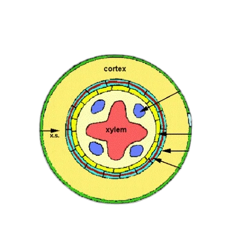 jewelry, jacket, umbrella, crown, concept art, cross-section, diagram, root transparent PNG cut-out