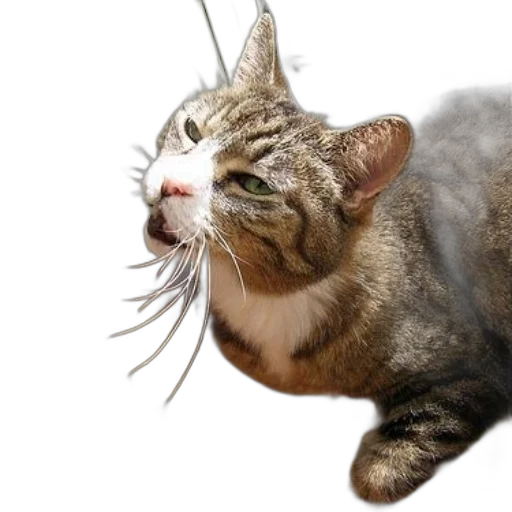 animal, staff, creature, hat, photorealistic, 3d render, concept art, tabby transparent PNG cut-out