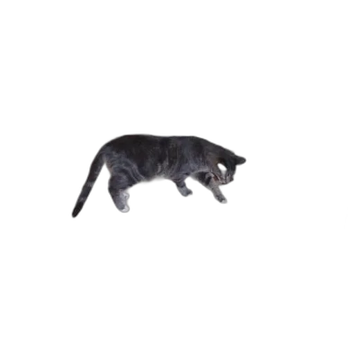 animal, creature, staff, dragon, 3d render, photorealistic, pixel art, concept art transparent PNG cut-out
