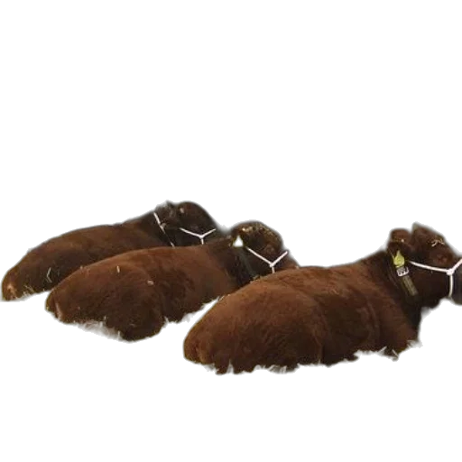 hair, shoes, crown, hat, 3d render, three, brown, cows transparent PNG cut-out