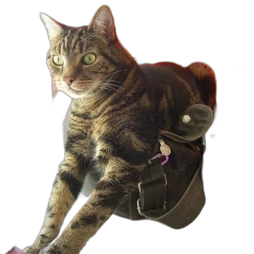 staff, jacket, animal, shoes, photorealistic, 3d render, concept art, cyberpunk transparent PNG cut-out