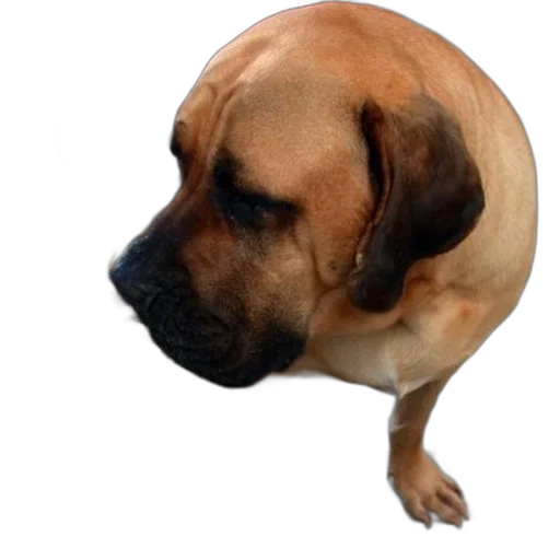 animal, staff, creature, face, photorealistic, 3d render, oil painting, dog transparent PNG cut-out