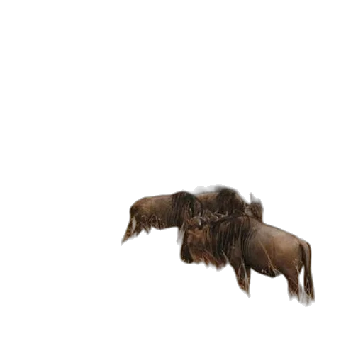 hair, animal, creature, furniture, 3d render, photorealistic, concept art, herd transparent PNG cut-out